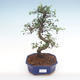 Indoor bonsai - Ulmus parvifolia - Small leaf elm PB2192101 - 1/3