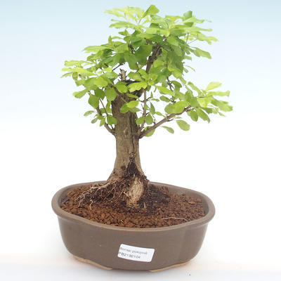Indoor bonsai - Duranta erecta Aurea PB2192104 - 1