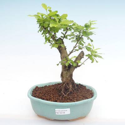 Indoor bonsai - Duranta erecta Aurea PB2192106 - 1