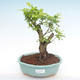 Indoor bonsai - Duranta erecta Aurea PB2192106 - 1/3