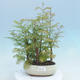 Outdoor bonsai -Metasequoi - Chinese metasequoia GLOSSY - 1/3