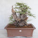 Indoor bonsai - Akacia Arabica - 1/6