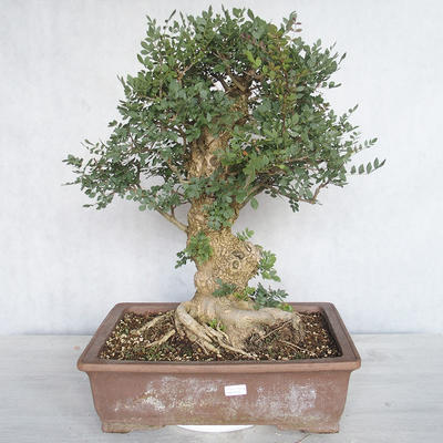 Indoor bonsai - Fraxinus angustifolia - Indoor Ash - 1