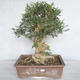 Indoor bonsai - Fraxinus angustifolia - Indoor Ash - 1/4