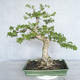 Indoor bonsai - Water jasmine - Wrightia religiosa - 1/7