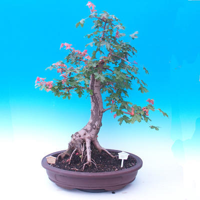 Outdoor bonsai - Baby jelly - Acer campestre - 1