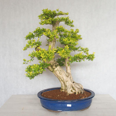 Indoor bonsai - Duranta erecta aurea - 1
