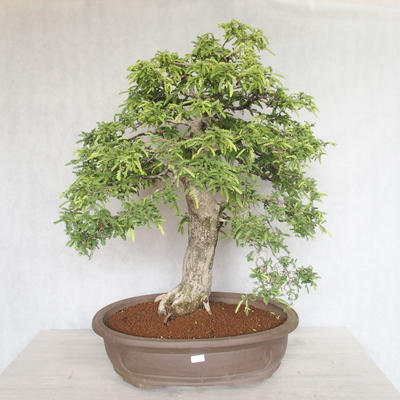Indoor bonsai - Vachellia leucophloea - Akacia - 1