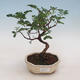 Indoor bonsai-Pistachios - 1/3
