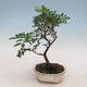 Indoor bonsai-Pistachios - 1/3