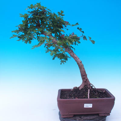 Outdoor bonsai - Baby jelly - Acer campestre - 1