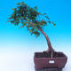 Outdoor bonsai - Baby jelly - Acer campestre - 1/6