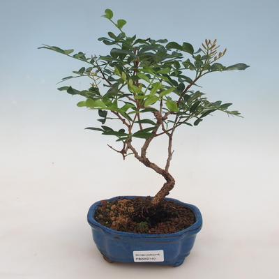 Indoor bonsai-Pistachios - 1
