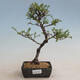 Outdoor bonsai - Ulmus parvifolia SAIGEN - Small-leaved elm - 1/2