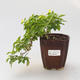 Room bonsai - Duranta erecta Aurea - 1/3