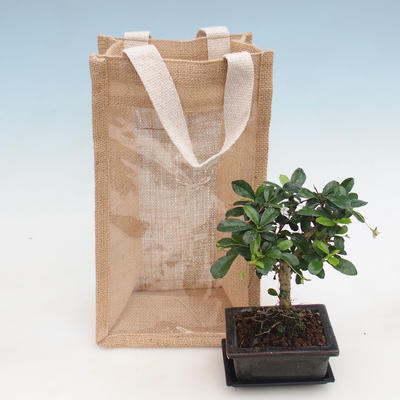 Room bonsai in a gift bag - JUTA, Carmona-fuki tea