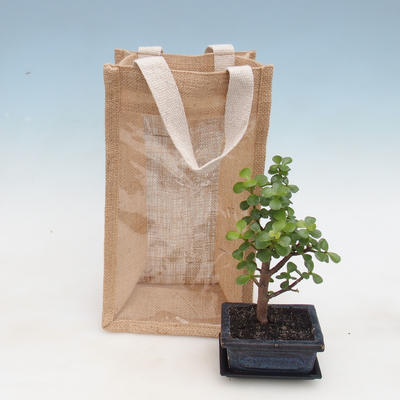 Room bonsai in a gift bag - JUTA, Portulakaria Afra - Tlustice