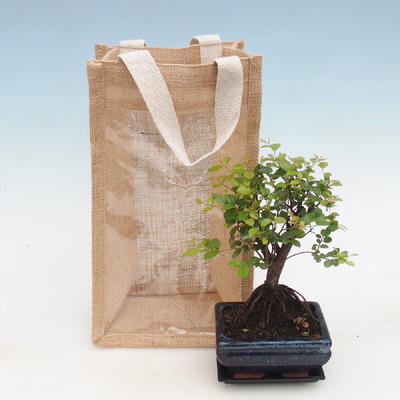 Room bonsai in a gift bag - JUTA, Sageretia thea - Sageretia thea