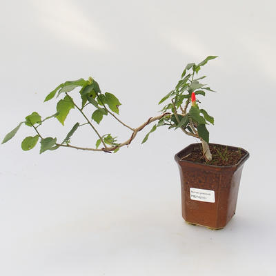 Room bonsai - Hibiscus - small-flowered hibiscus - 1