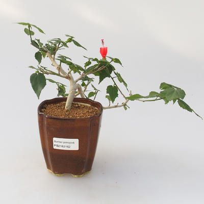Room bonsai - Hibiscus - small-flowered hibiscus - 1