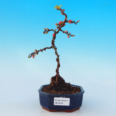Outdoor bonsai - Chaneomeles with. Red Joy - Quince - 1