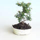 Outdoor bonsai-Cotoneaster horizontalis-Rockrose - 1/2