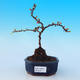 Outdoor bonsai - Chaneomeles with. Red Joy - Quince - 1/4