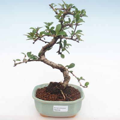 Indoor bonsai - Carmona macrophylla - Tea fuki PB2206 - 1
