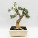 Indoor bonsai - Buxus harlandii - Cork boxwood - 1/7