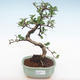 Indoor bonsai - Carmona macrophylla - Tea fuki PB2206 - 1/5