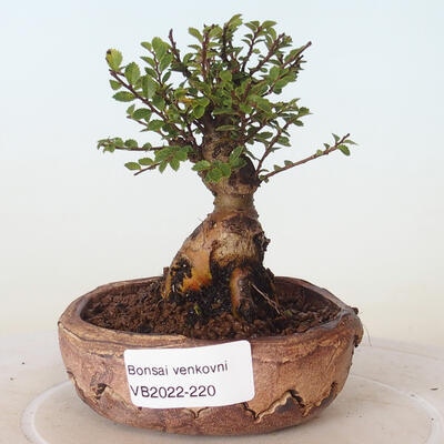 Outdoor bonsai - Ulmus parvifolia SAIGEN - Small-leaved elm - 1
