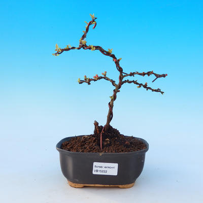 Outdoor bonsai - Chaenomeles with. Red Joy - Quince - 1