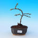 Outdoor bonsai - Chaenomeles with. Red Joy - Quince - 1/4