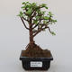 Room bonsai - Portulakaria Afra - Tlustice - 1/2