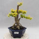 Indoor bonsai -Ligustrum Aurea - Bird's beak - 1/6