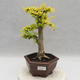 Indoor bonsai -Ligustrum Aurea - Bird's beak - 1/6