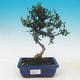 Room bonsai - Olea europaea sylvestris -Oliva European drobnolistá - 1/5