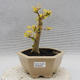 Indoor bonsai -Ligustrum Aurea - Bird's beak - 1/5