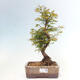 Outdoor bonsai - Metasequoia glyptostroboides - Chinese Metasequoia - 1/3