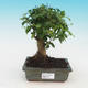 Room bonsai -Ligustrum chinensis - privet - 1/3