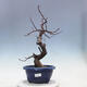 Outdoor bonsai - Pseudocydonia sinensis - Chinese quince - 1/4
