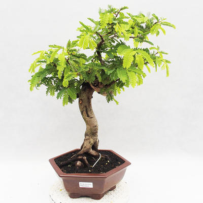 Indoor bonsai -Phyllanthus - Sadness - 1