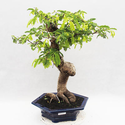 Indoor bonsai -Phyllanthus Niruri- Smuteň - 1