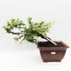 Indoor bonsai -Phyllanthus Niruri- Smuteň - 1/6
