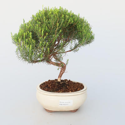 Room bonsai - Coleonema - Koleonema - 1