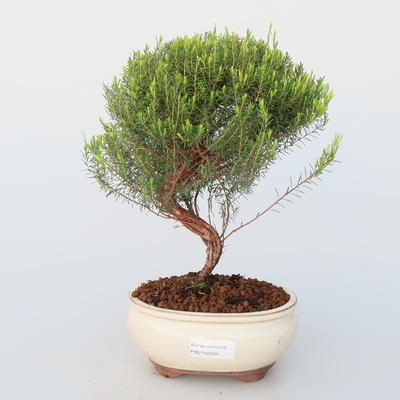Room bonsai - Coleonema - Koleonema - 1