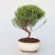 Room bonsai - Coleonema - Koleonema - 1/2