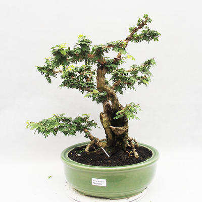 Indoor bonsai -Phyllanthus Niruri- Smuteň - 1