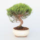 Room bonsai - Coleonema - Koleonema - 1/2
