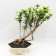 Indoor bonsai -Phyllanthus Niruri- Smuteň - 1/5